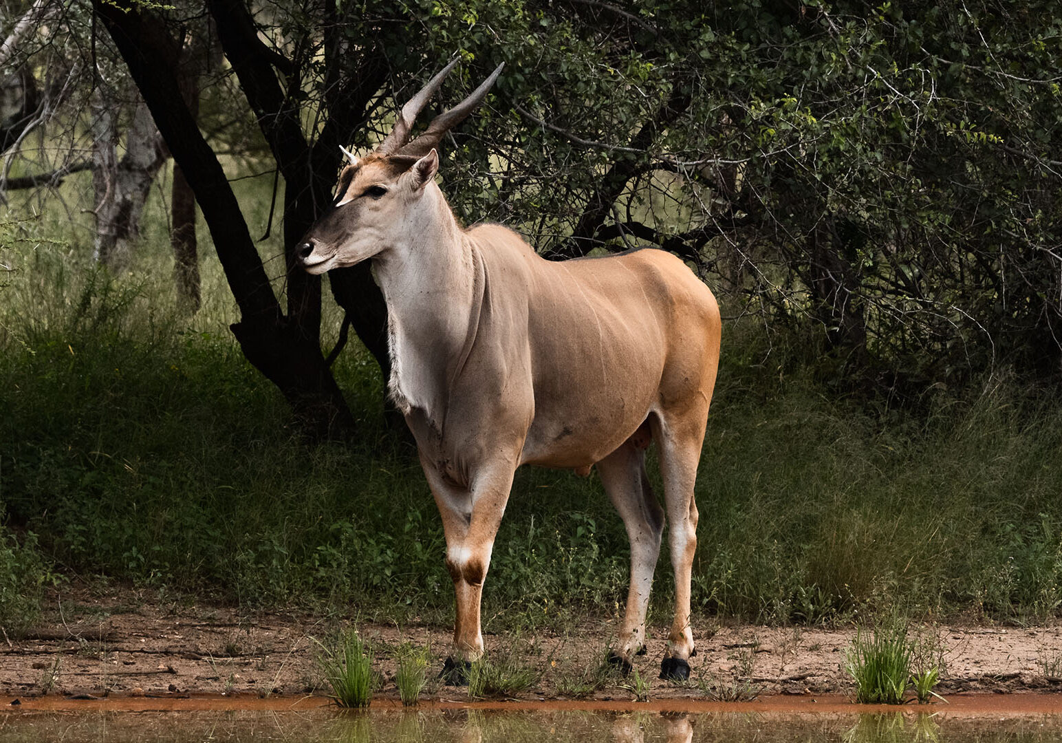 african-x-safaris-wildlife-28 (Large)2